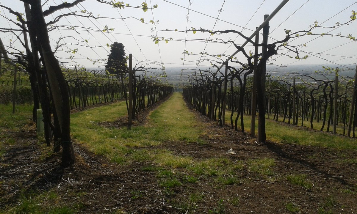 ferrario_iuav's tweet photo. un pensiero ai "miei" paesaggi: #colturapromiscua #comelico #soave nella #giornatanazionaledelpaesaggio #14marzo @soavewine @fondazionecst https://t.co/2e5XdPKtZQ