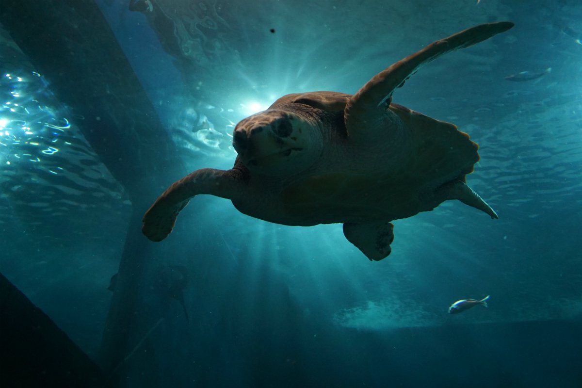 ¿Has visto lo que <a href="/AcuarioSevilla/">Acuario de Sevilla</a> ha preparado para los más pequeños en #SSantaSevilla17? acuariosevilla.es/campamento-sem…