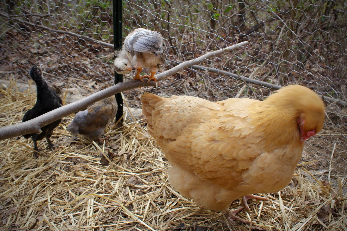 Elsewhere_Farm's tweet image. Like this mom? #chickens #homesteading #lovewhereyoulive #lifeinthewoods