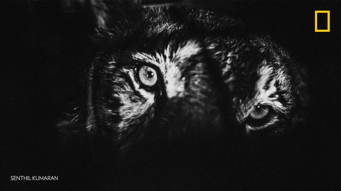 NatGeoPhotos's tweet photo. Take a look inside the tragic scenes of the conflicts between tigers and people in India: https://t.co/43ODLFzL6H https://t.co/1vs9Rm3jz6