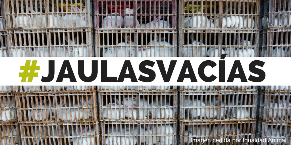 PartidoPACMA's tweet photo. Día histórico para los derechos de los animales! La UE aprueba elaborar una legislación para eliminar las jaulas de batería de conejos. https://t.co/HjCDICRcHh