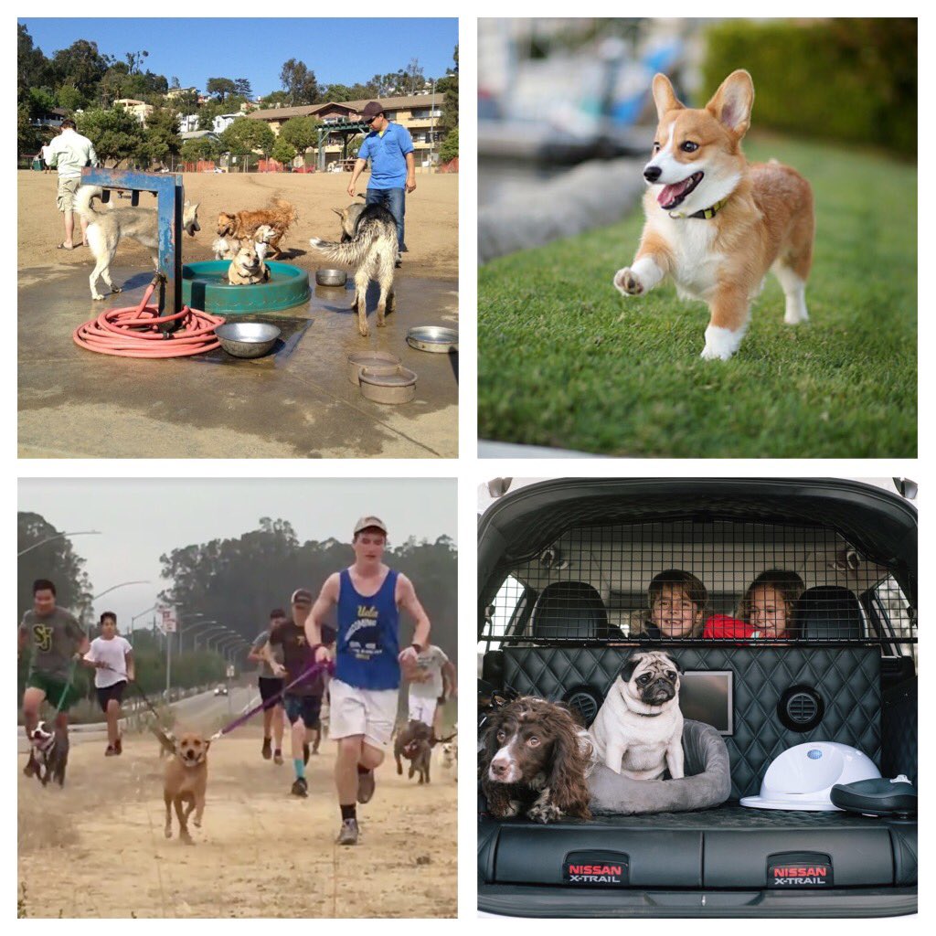 Http Www Maximumfun Org Shows Can I Pet Your Dog Http Www Maximumfun Org Shows Can I Pet Your Dog