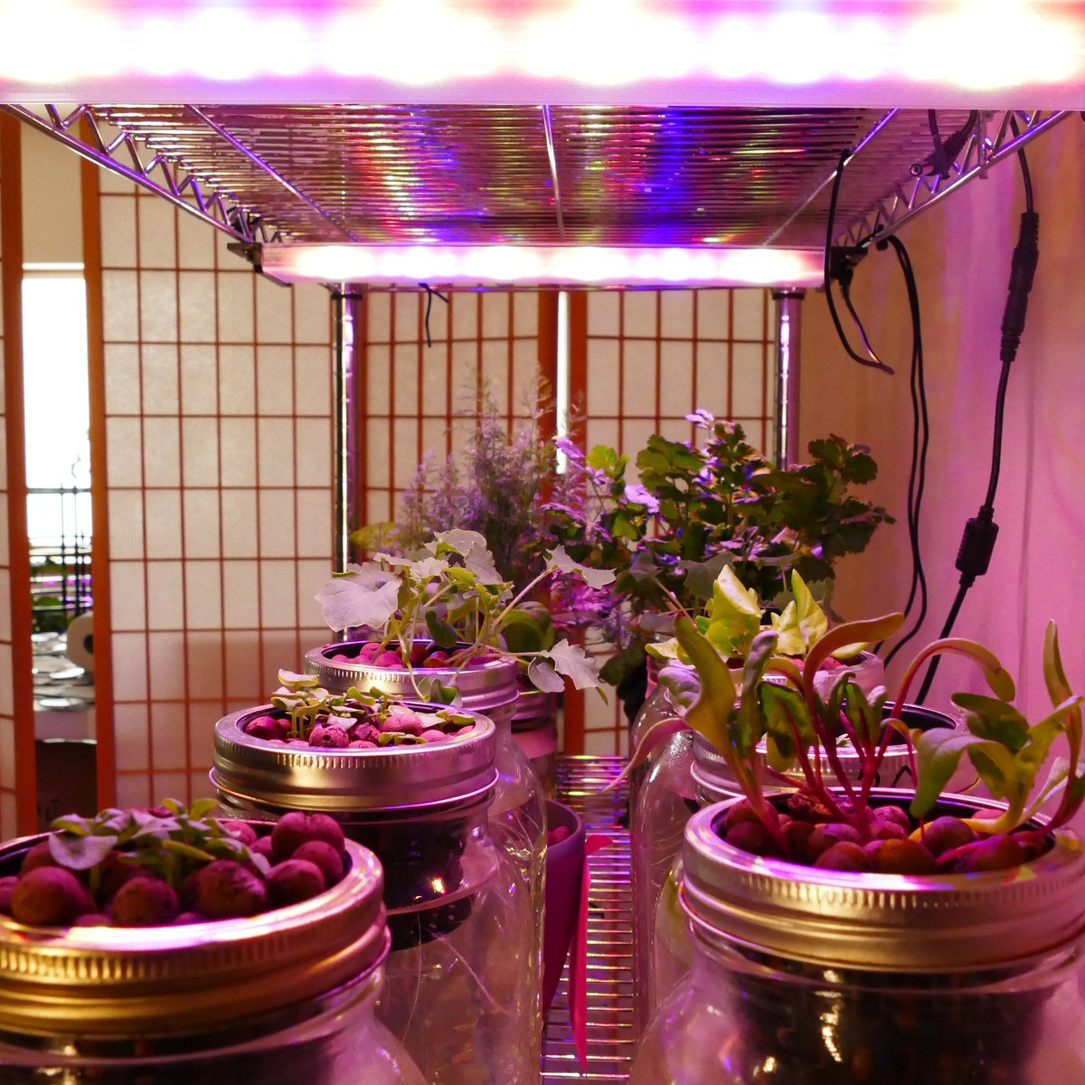 Happy Leaf LED will be at the Good Food Festival in Chicago. Free on Saturday.  UIC Forum.  Good food you grow yourself.  @GoodFoodFestChi