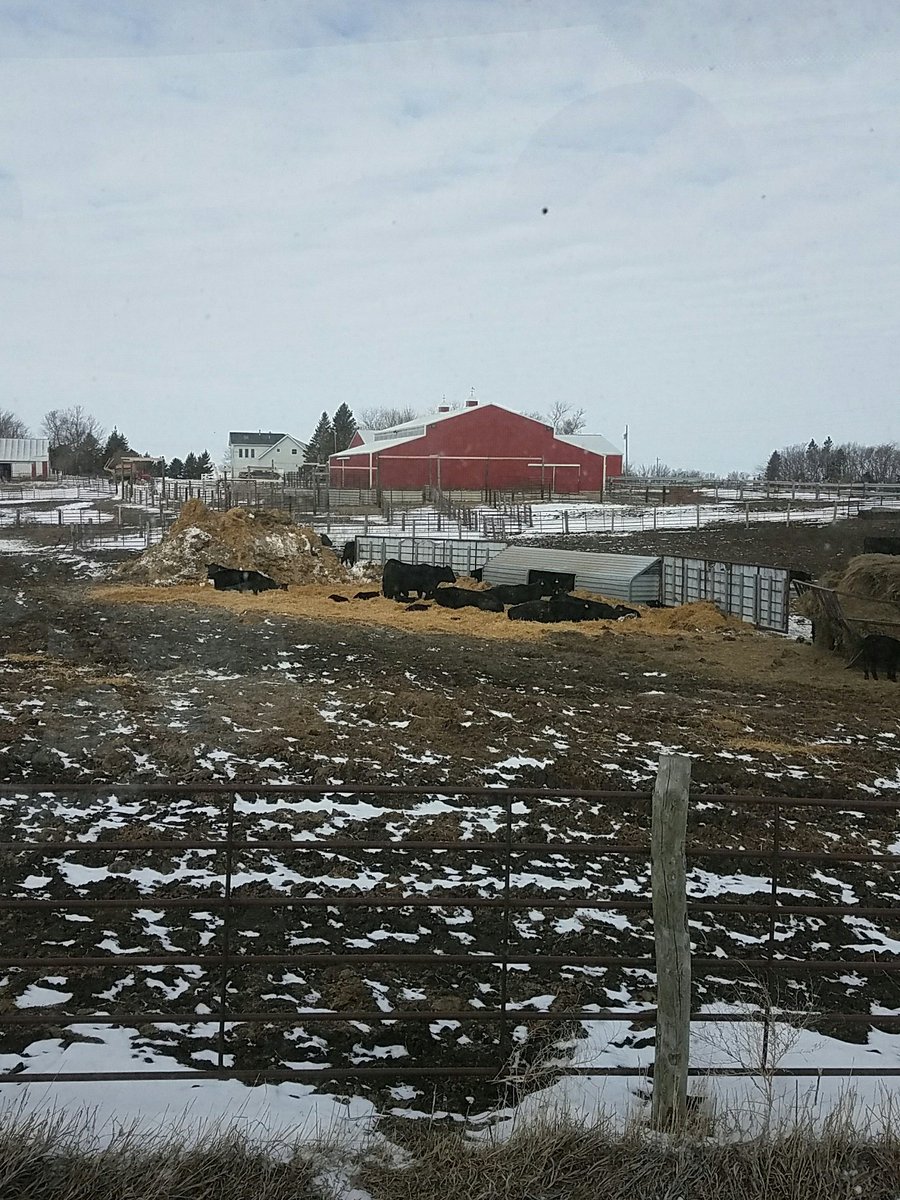 theoriginalske's tweet photo. Calves are enjoying fresh bedding on this chilly morning #registeredangus #tuckedin https://t.co/tGXR6osjsi