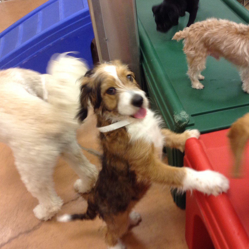 Naperville PetsHotel (@petshotel1884) on Twitter photo 