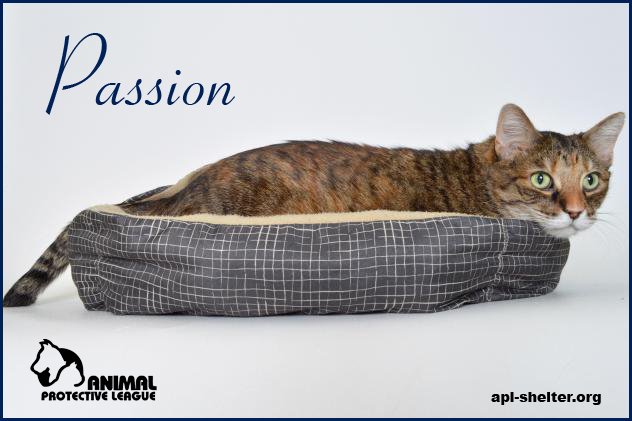 APLSpringfield's tweet photo. Passion is a sweet, 3 legged senior cat. She is a low-energy gal who likes to spend her time relaxing in her comfy bed. Meet her at APL! https://t.co/iYIr1K8ech