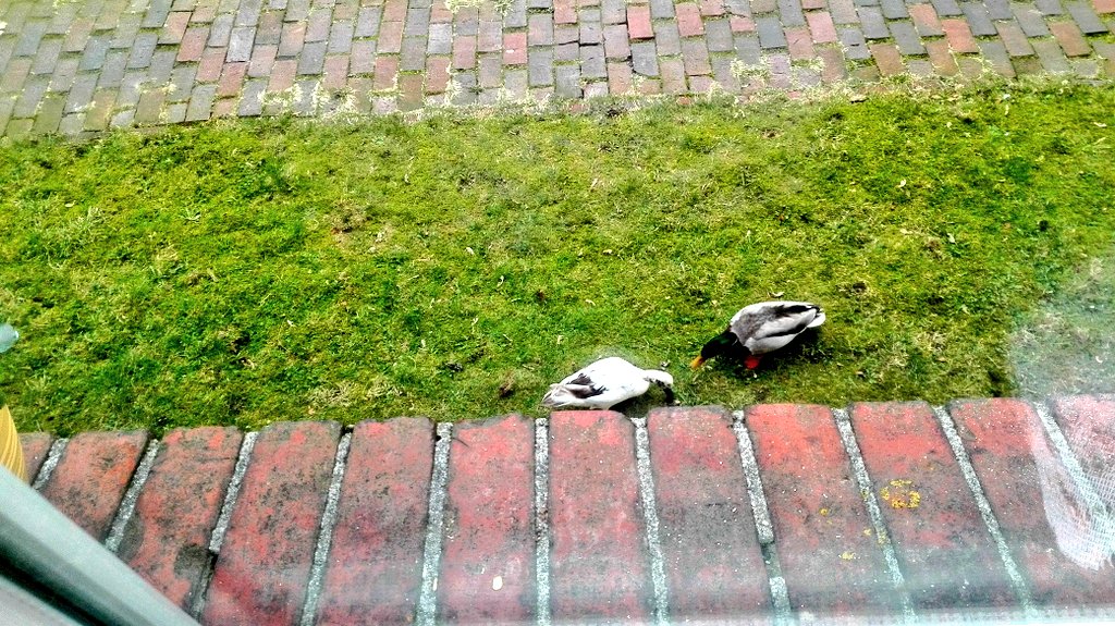 allohahee's tweet image. Meine Entchenchen Angels hmmm