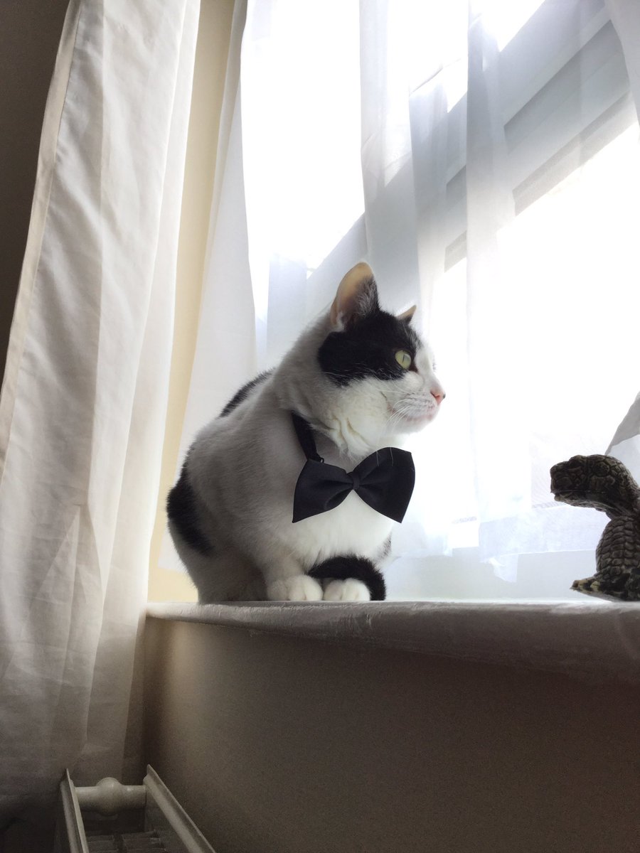 BertieBoycat's tweet photo. Staying with friends while the humans find a new house to live in https://t.co/ofUqLedYBA