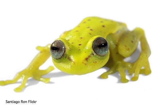 sciam's tweet photo. First fluorescent frog found: a rare find among land animals reveals a new way to glow https://t.co/HMk3pFF5hv https://t.co/5AWoM8zuhi