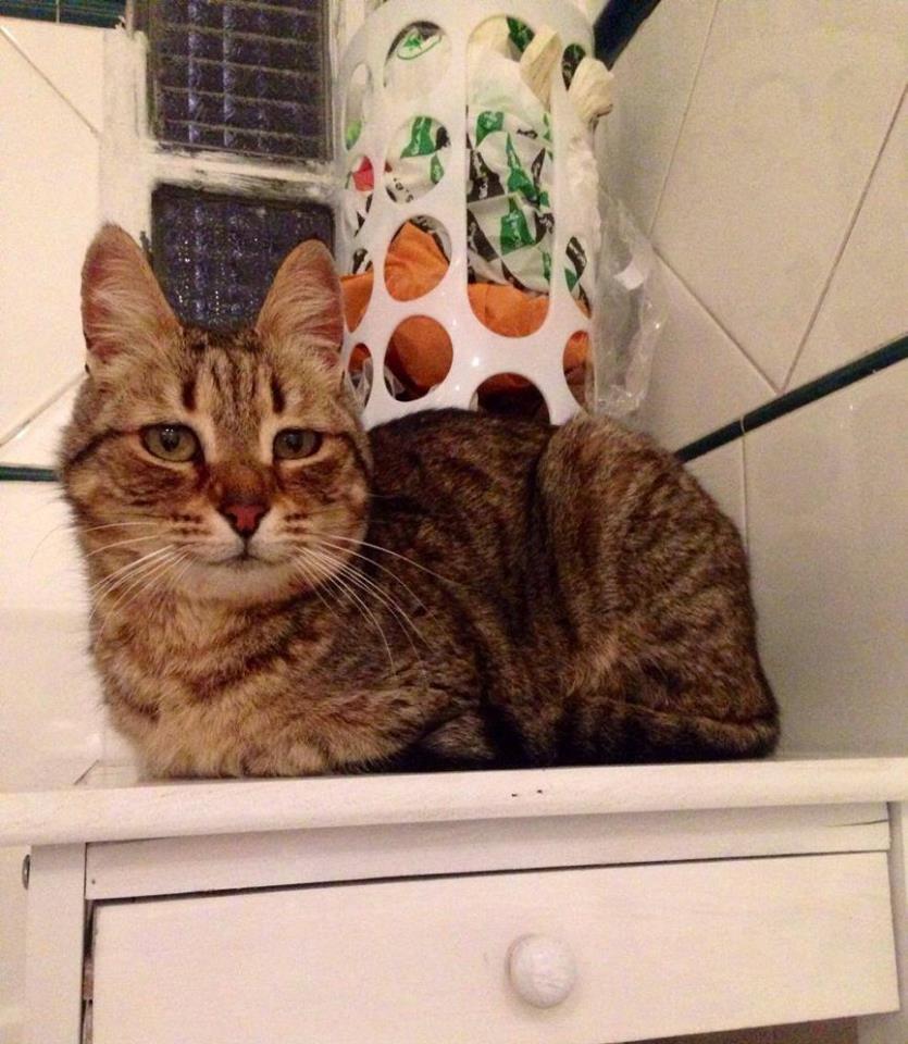 ADOPTA_ESPANA's tweet photo. VALENCIA.
Pita es una gatita de 1 añito
Anímate a adoptarla. Contacto Jessica: 625894796 https://t.co/9l9xiROX7A