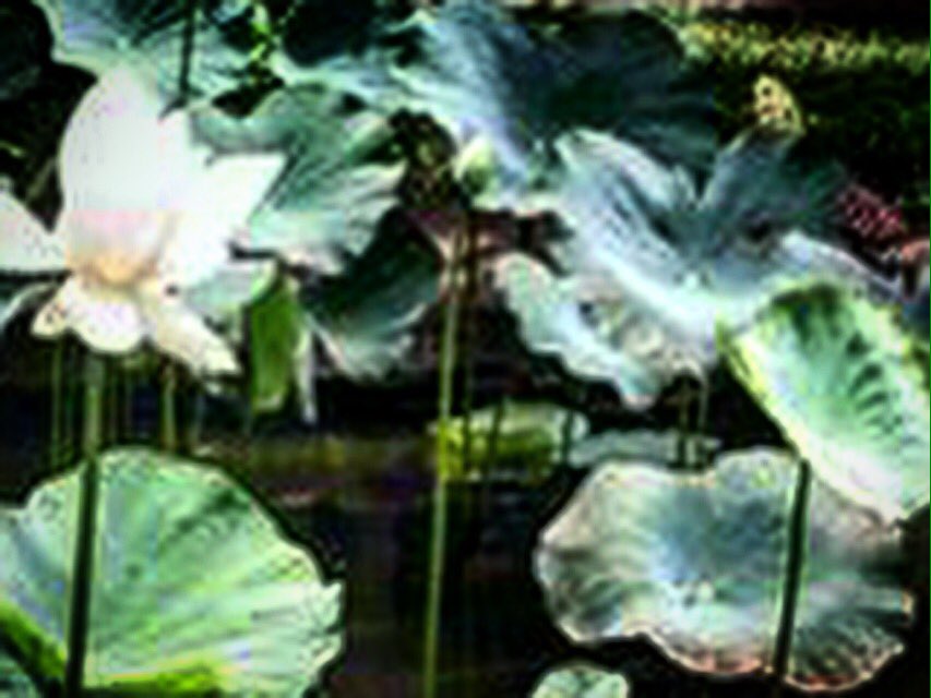 littlewing44's tweet photo. What if Monet painted his garden on acid? Would it look like this? #Travel #lotus #LSD #DifferentPerspectives https://t.co/2VPaHGr5sX