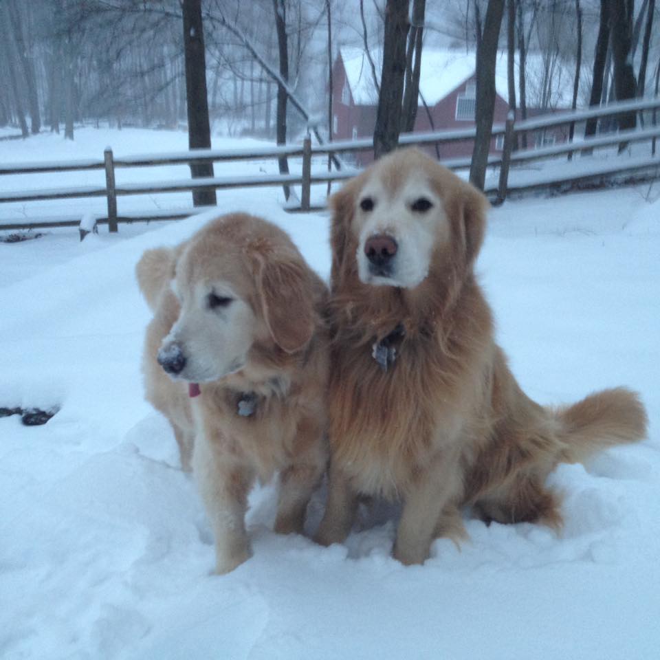 Richm444's tweet photo. @WFSBnews #blizzardeugene The Honey Wolves Lucy and her son Gilly in Bridgewater Connecticut https://t.co/Wmvbp4d4oN
