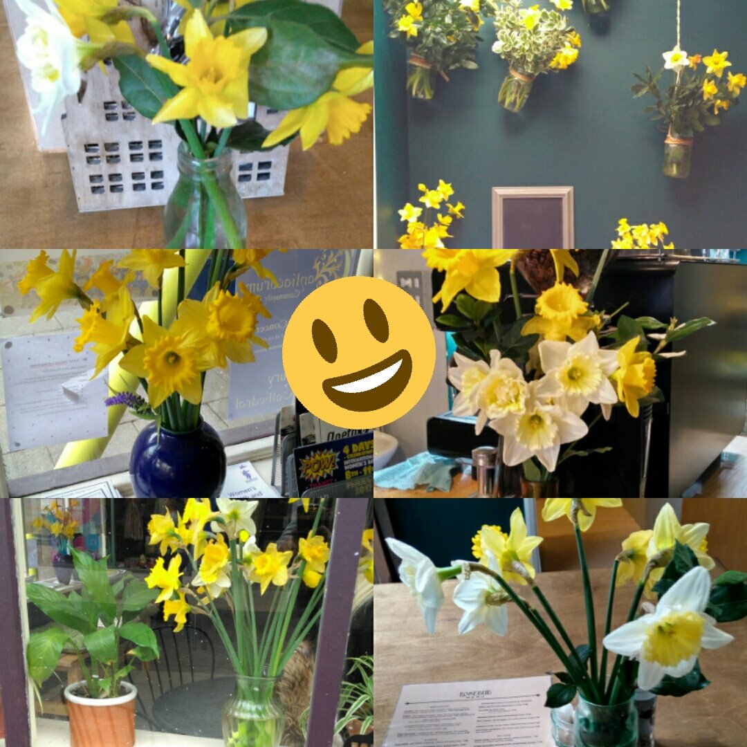 We've gone daffodil crazy