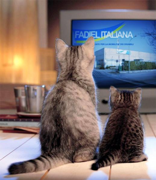 FadielItaliana's tweet photo. L'interesse è proprio da parte di tutti...#grazieavoi! @SMDMsrl #Fadiel @VirginiaLazzer1 @gondolas4all #Pony @guidadisabili @NobelDisabili https://t.co/45dJgF1lTn