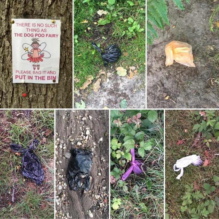 Matthieuws's tweet photo. @theJeremyVine @ForestryCommEng hi Jeremy, the people who leave poo in poo bags in the woods are a menace. https://t.co/t1toWT45aV