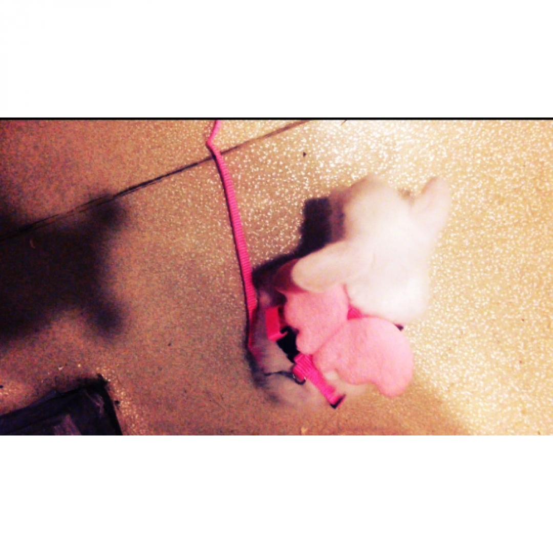 petleapp.com/p/wUGAaFJprYrS… Miniciğimmm askımmm💕