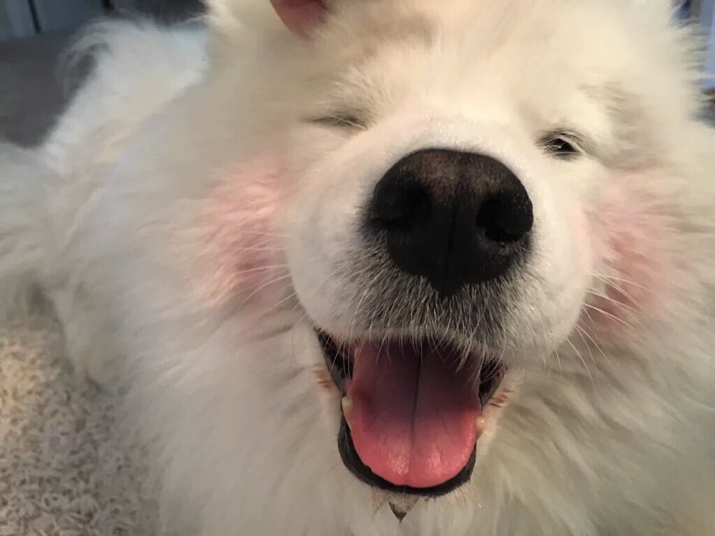 pinkar9's tweet photo. ไก่งามเพราะขน
หมาแบ๊วเพราะแต่ง
ส่งสายวิ๊งๆ https://t.co/0bysYGMlMj