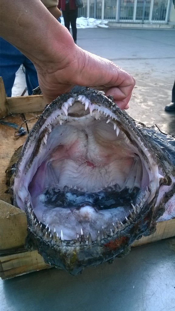 isolabenecomune's tweet photo. #isoladellefemmine #Sicilia #turismo #pescatodisicilia #estatesempre  #Areamarinaprotetta #riservanaturaleorientata https://t.co/WuSmoXC5nN