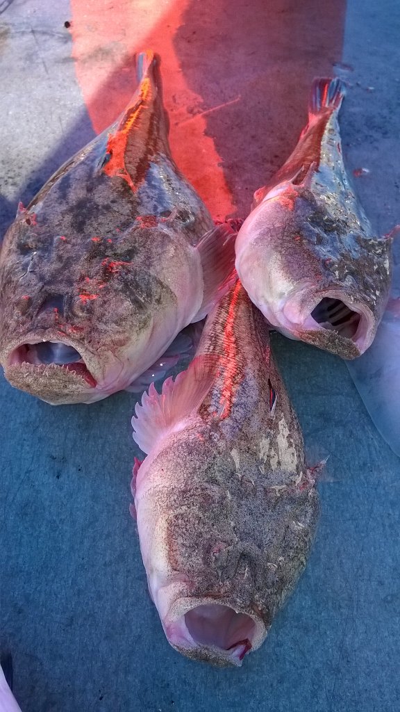 isolabenecomune's tweet photo. #isoladellefemmine #Sicilia #turismo #pescatodisicilia #estatesempre  #Areamarinaprotetta #riservanaturaleorientata https://t.co/WuSmoXC5nN