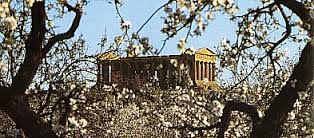 Mandorli in fiore. Tempio della Concordia Agrigento. Si è appena conclusa la Sagra. #paesaggioitaliano #giornatadelpaesaggio