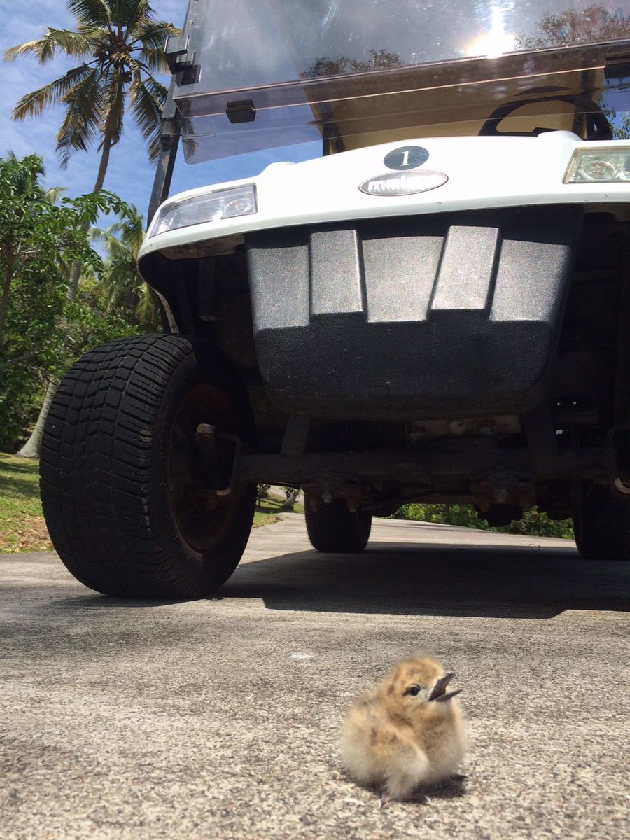 Fregate Island tweet media