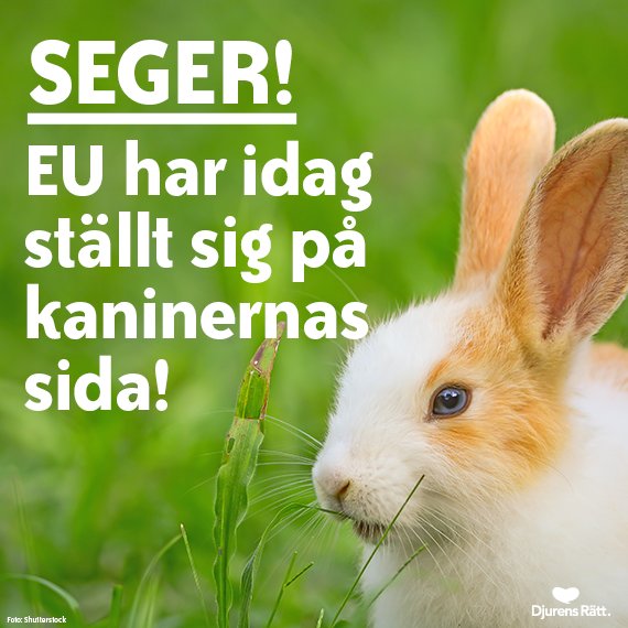 DjurensRatt's tweet photo. Alldeles nu röstade EU igenom att förbjuda burhållning av kaniner för köttproduktion! Det är dags att #EndTheCageAge https://t.co/Gym3eYoVIs https://t.co/CyLmmNywaB