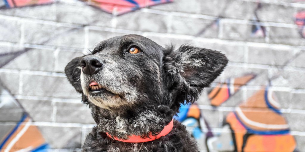 TheDogvine's tweet photo. Have a cheeky #TOT buddies๐ #streetstyledogs #londondogs #londonstreetart #dogsoftwitter #londonstreetlife | Collar by @HUNTER_Est1980 https://t.co/2cPSjk5BPJ