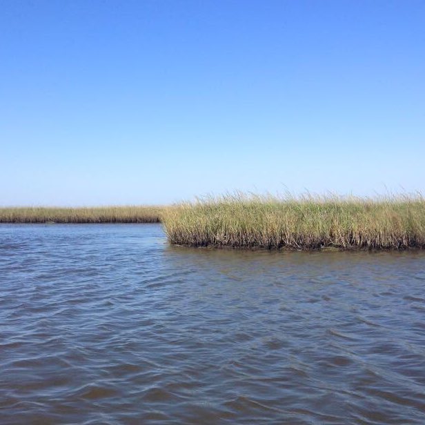 slziegler220's tweet photo. Got a grant to study how marsh configurations &amp; fragmentation effect fish diversity and 2ndry production! #CRFL #marshlife https://t.co/5oh1QtGnXK