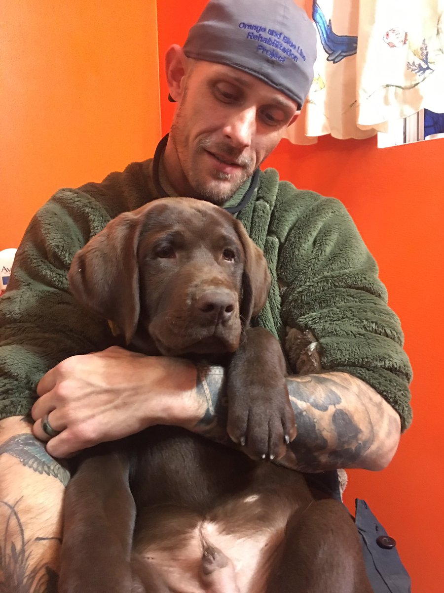 KPIvyJr's tweet photo. Look at this big boy. 41 pounds 15 weeks. #browning is gonna be an awesome bird dog. And he is super cute lol https://t.co/dxYuAhvrZ4
