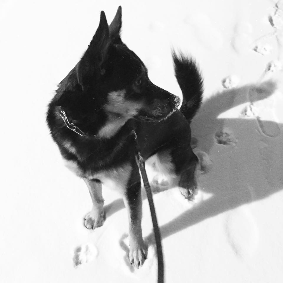 humaneworldorg's tweet image. Towel dry your pet after being in the snow; check paws to remove any snow balls that stuck to their foot pads! #StellaBlizzard