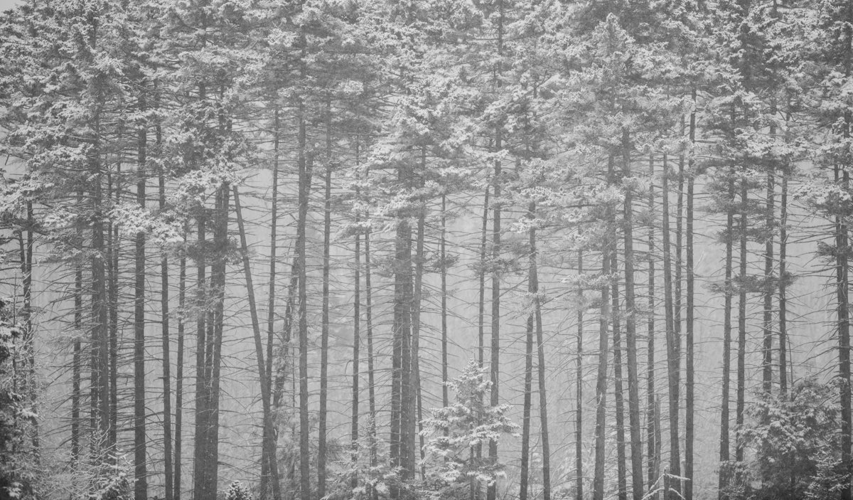TNCvermont's tweet photo. When enjoying a walk in the snowy woods today, remember: more than 50% of our drinking water is stored & filtered by forests #forest2faucet https://t.co/oAM70o0Fod
