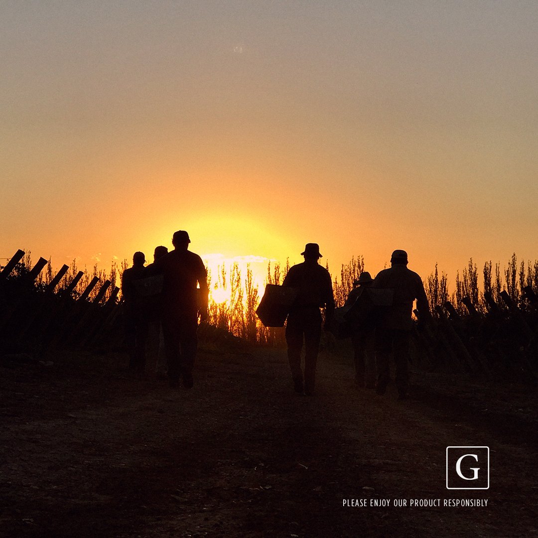 graffignawine's tweet photo. The day at the vineyards starts with the first ray of sun #Graffigna #NeverTimid https://t.co/W3Xe6MpyWW