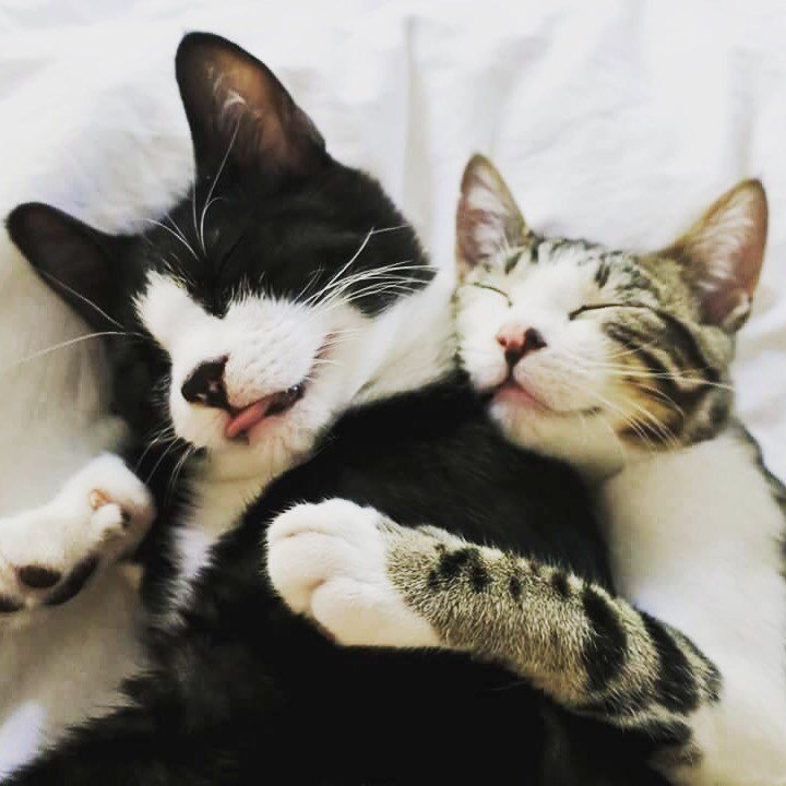 pawsofcapetown's tweet photo. Sylvester &amp; Olive https://t.co/2PAPc1yzNr https://t.co/jedhsF1KDD