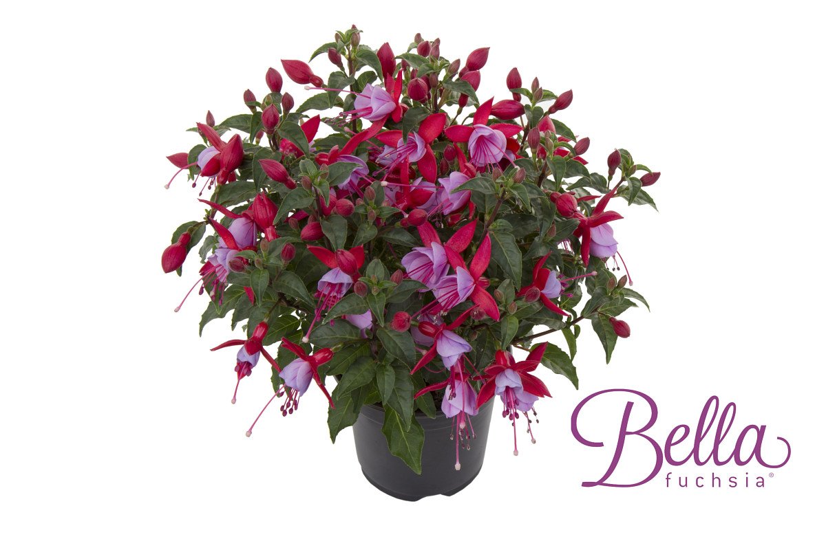 Kicking off this year's highlights with one of our new members: <a href="/HendriksYP/">Hendriks YoungPlants</a>. No more hidden blooms! #FlowerTrials 
bit.ly/2n6Ninh