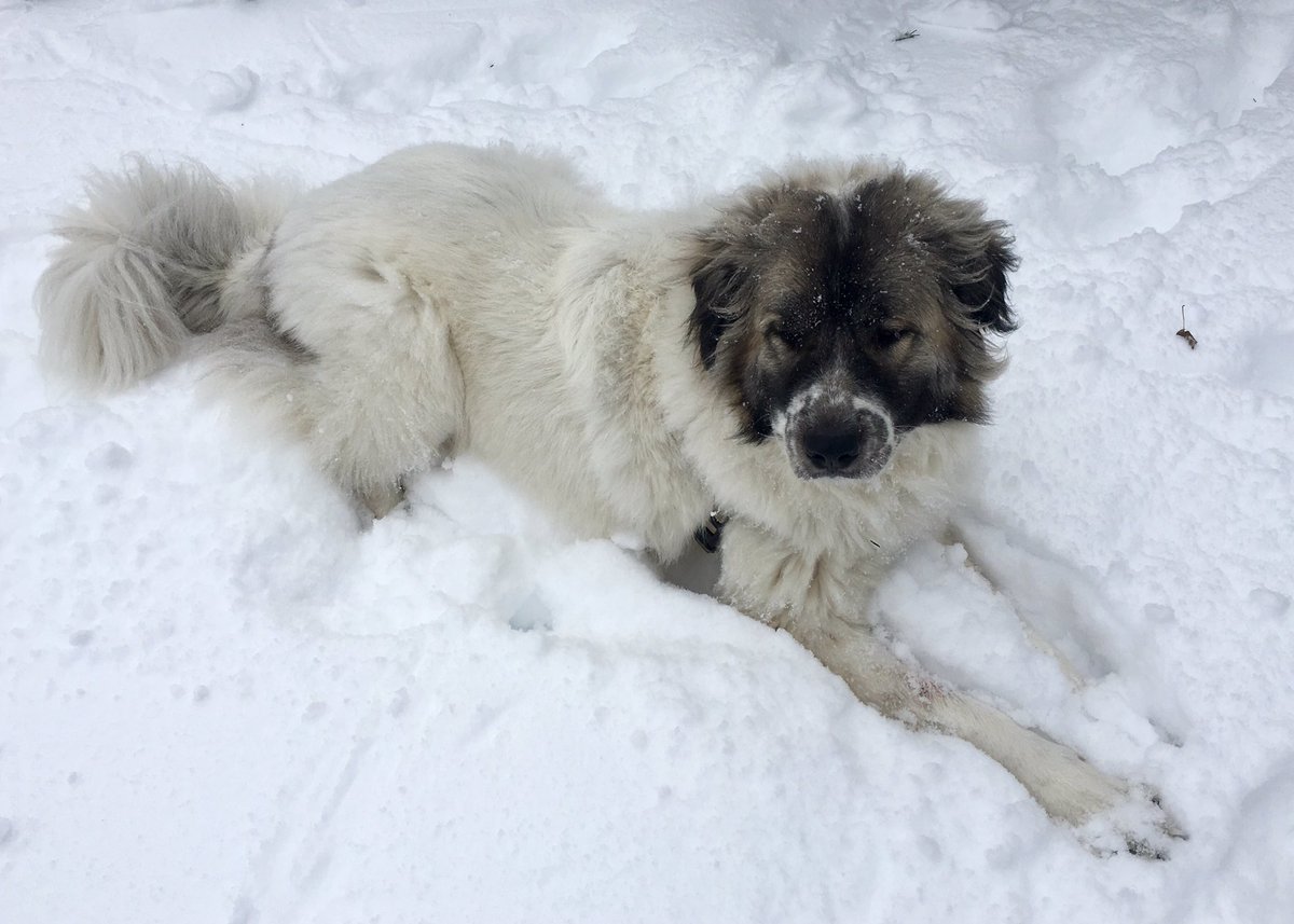 AshBinDC's tweet photo. My #GreatPyrenees was so happy to be outside in the snow this morning. #FCStella ❤️ https://t.co/gk1R2vSeu3