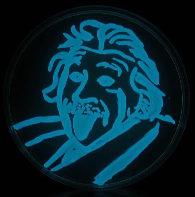 markowenmartin's tweet photo. For Einstein's birthday, don't forget @swirlgirl31415's great cartoon of A^E in luminous bacteria. #LuxArt @univpugetsound @ASMicrobiology https://t.co/zIyze18NQE