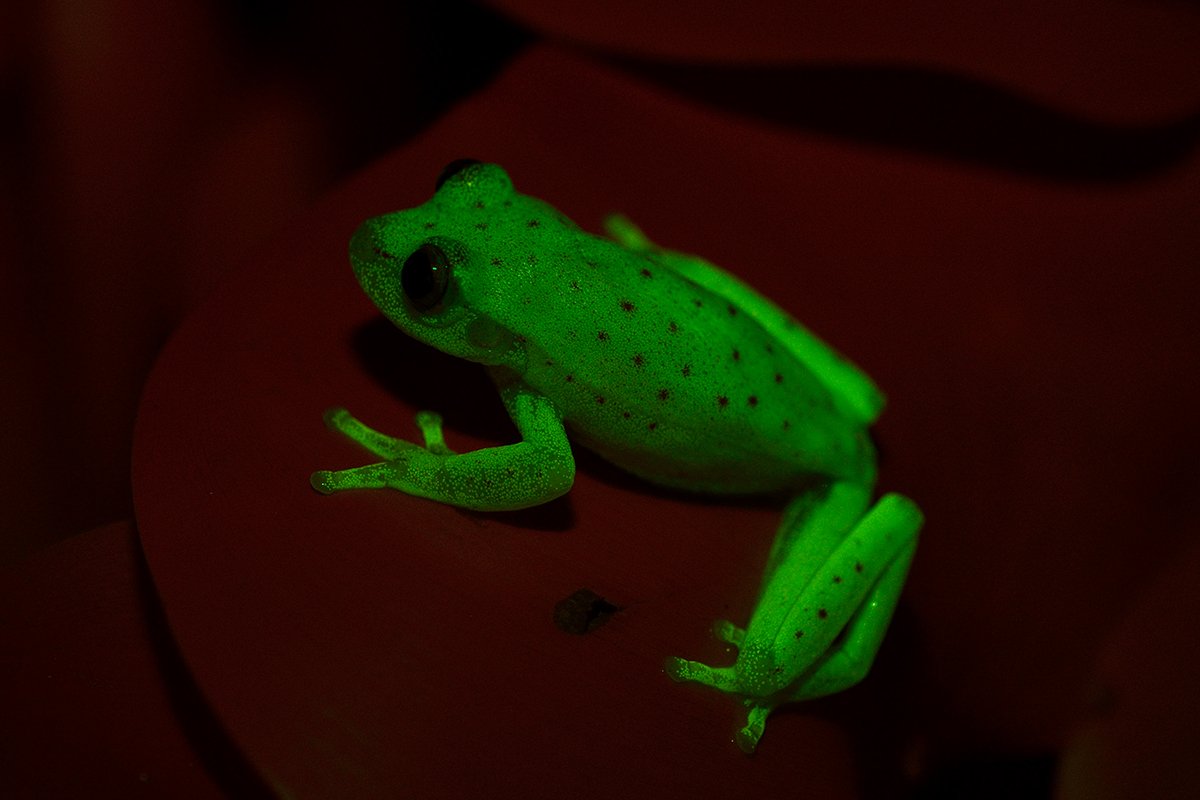 adnradiochile's tweet photo. FOTO | Descubren la primera rana fluorescente del mundo ►https://t.co/ll6p5KJOYJ https://t.co/Skm8ePVBwk
