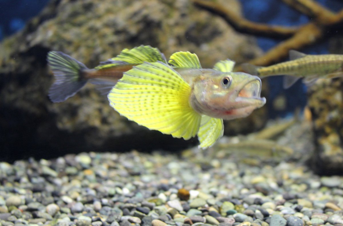 北九州 魚部 Pa Twitter アユモドキ借用で訪れた琵琶博 ドジョウではないが これは必見です とカナオ氏が案内してくれたのは ジュディオング バイカル湖のジュディオングがおそらく今だけ見られるとのこと これもカジカなのか と驚く ひらひら感 北九州 魚部 Pa Twitter アユモドキ借用で訪れた琵琶博 ドジョウではないが これは必見です とカナオ氏が案内してくれたのは ジュディオング バイカル湖のジュディオングがおそらく今だけ見られるとのこと これもカジカなのか と驚く ひらひら感