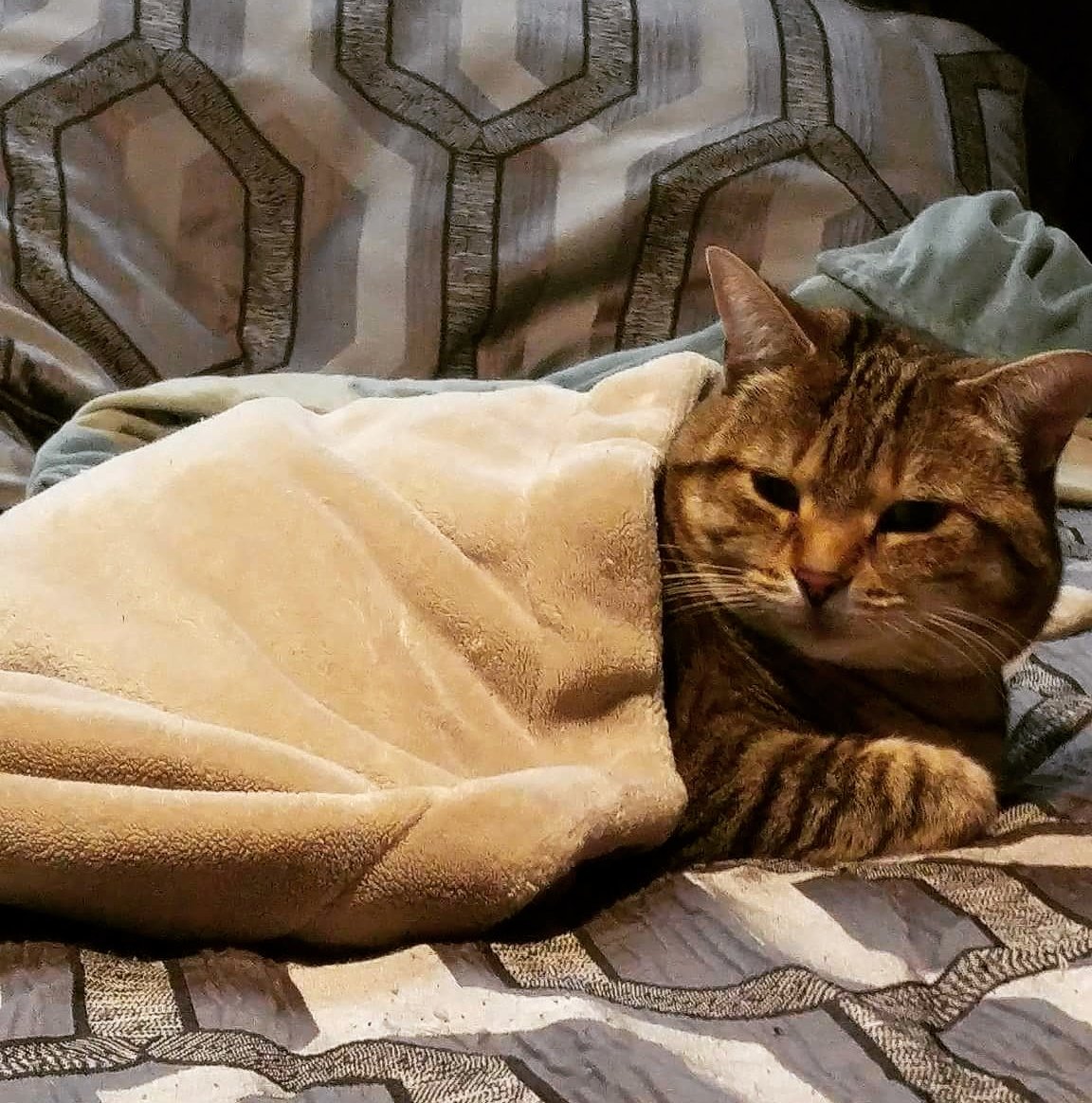 VeraTabbyCat's tweet photo. You are lucky I am comfy, because you just woke me up from the best cat nap ever.๐พ๐ค#twittertabby #CatsOfTwitter https://t.co/Mj820jTFOR