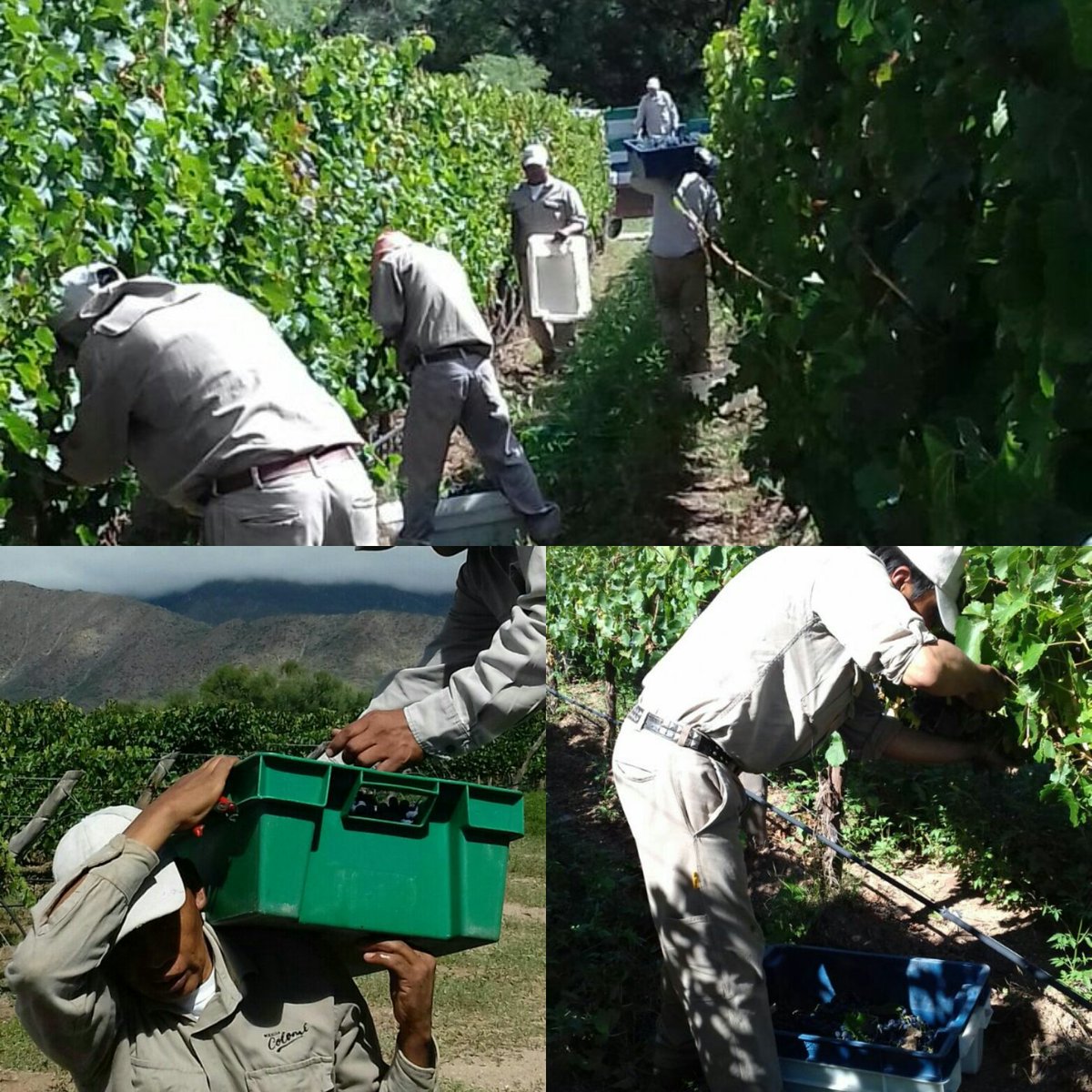 anapapadopulos's tweet photo. Gente de Altura cosechando malbec, finca Colome @BodegaColome @vidandroll  @AragonRacedo @rodowine  #vinosdealtura#salta#winelove https://t.co/musOY4wjxQ