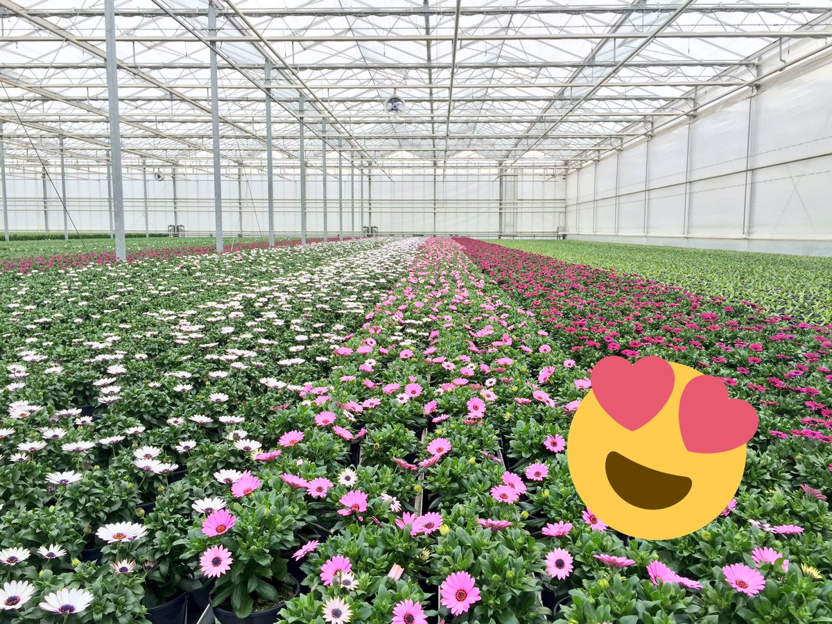 Dit is toch een heerlijk uitzicht! #leukstewerkplekvannl Trouwens, deze #osteospermum zijn vanaf volgende week weer leverbaar 🎨🎉