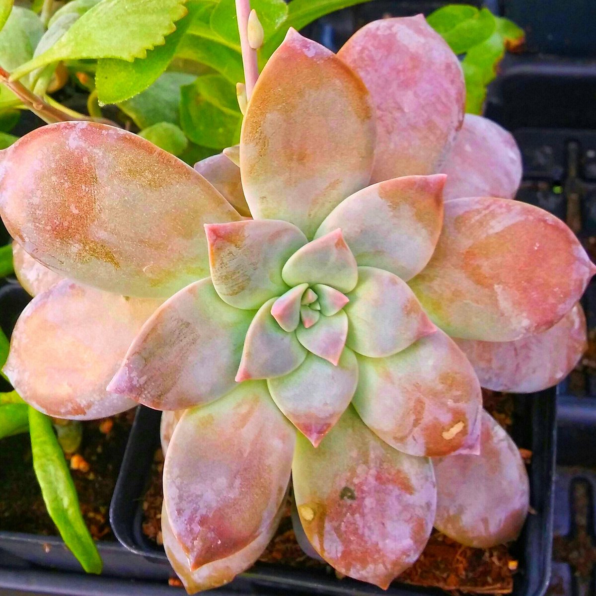 AmandaAshlee5's tweet photo. #succulents #succulentpot #echeveria https://t.co/ynEnfReERm