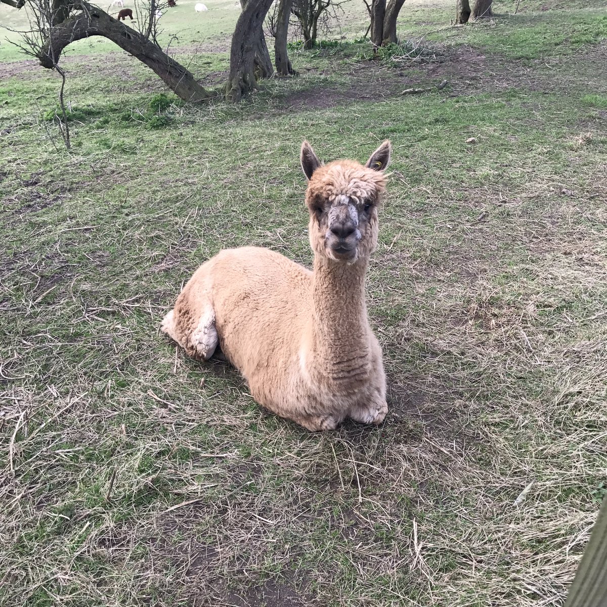 cliftonalpacas's tweet photo. #chillinoutmaxin #alpaca https://t.co/Y3jhgnBqcQ