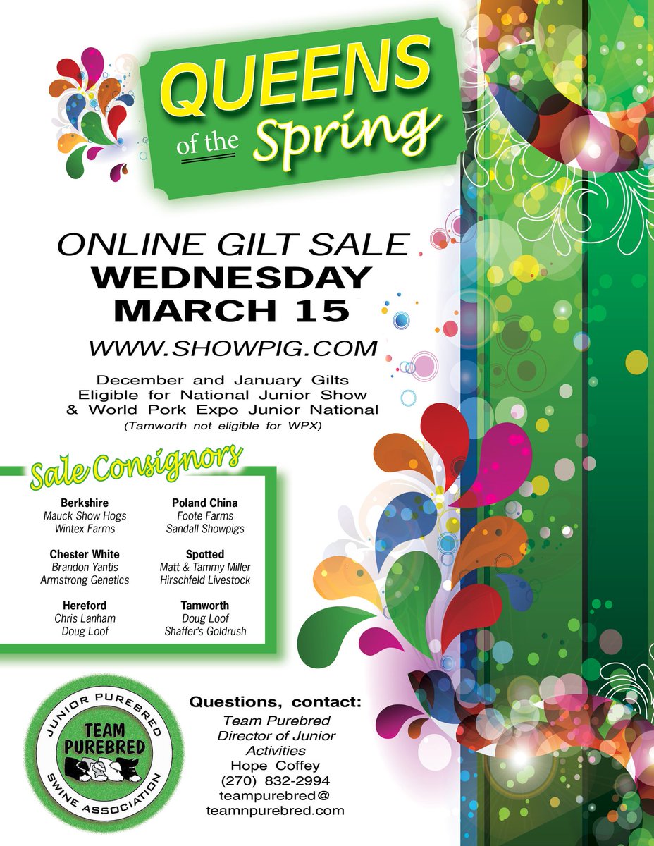 TeamPurebred's tweet image. Queens of the Spring will be posted on @Showpigcom today! Check out these 12 lots and buy your champion tomorrow!