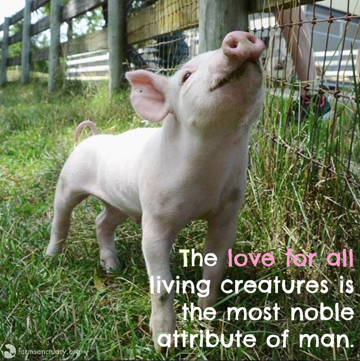 TheAnimalMuseum's tweet photo. Charles Darwin got it 😊

Photo Credit: @FarmSanctuary https://t.co/BRGDPUPmIw