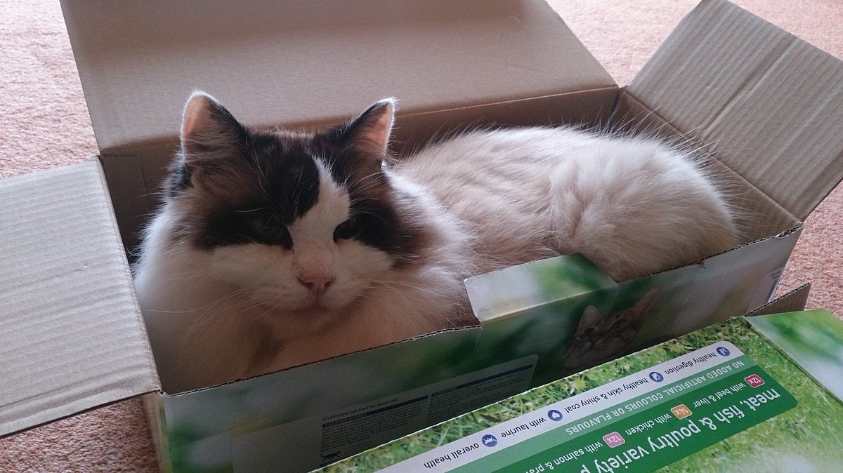 RindiK7's tweet photo. @asda Rocky loves your tiger cat food range. Here he is giving his approval #ragdoll #asda #cats #funny #kitten #rocky #Shane #sarba #akita https://t.co/XmQZDKPPzI