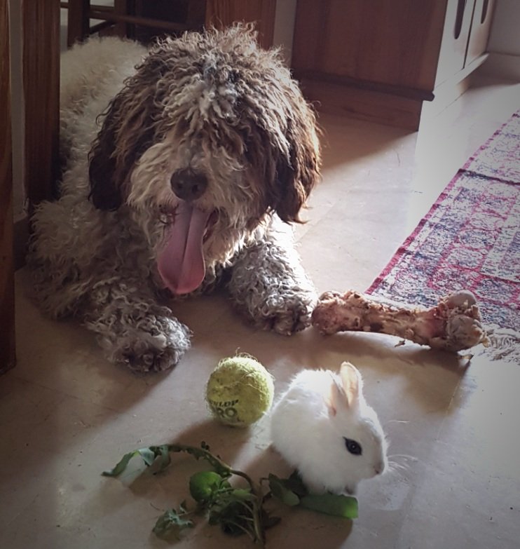 andreduci's tweet photo. Mi perro Mopi con todo lo que le gusta, su hueso y su amigo copito #zapeando827 @zapeandola6 https://t.co/1RmdccElBx