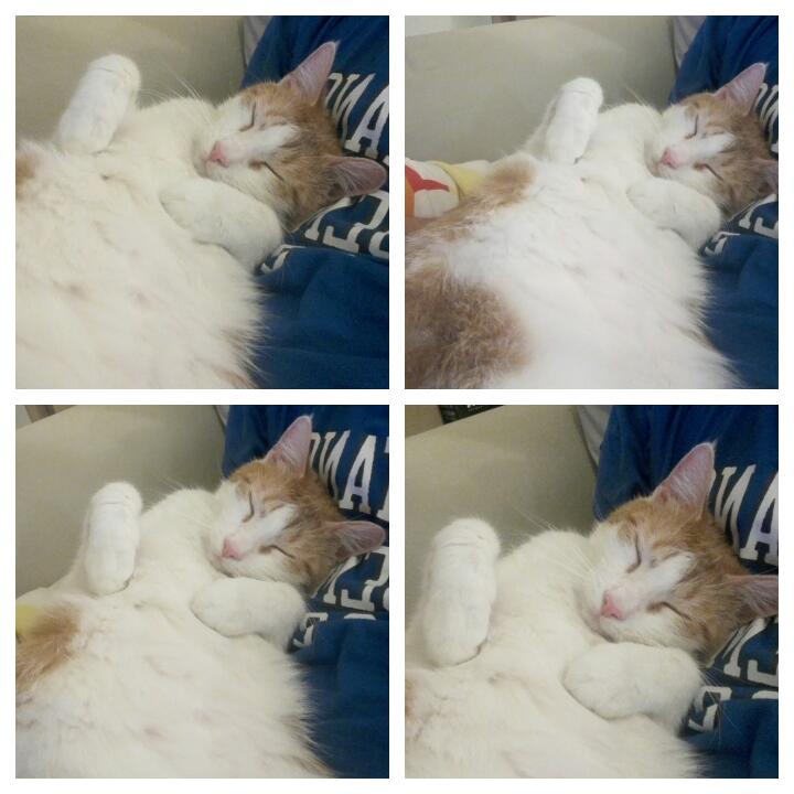 ArtGentino's tweet photo. He s tired 😪 #catsleep #messithecat https://t.co/y4XmLeD0Sw