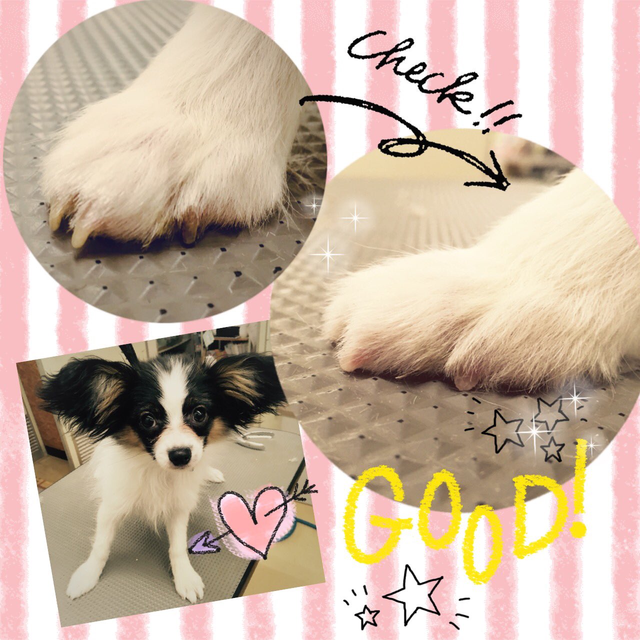 ペットショップ ディスワン若葉台店 爪が伸びていませんか 歩くとカチカチと音がする 抱っこしたら引っかかれてしまった T T それは爪切りのタイミングです 伸ばしたままだと血管も伸びるので定期的なお手入れが大切です わんちゃんもねこちゃんも