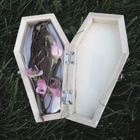 deathbyhibachi's tweet photo. Bird Burial https://t.co/LAPtGYYqKs